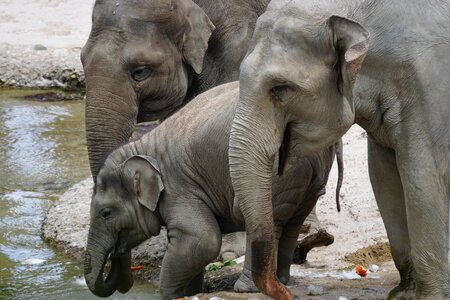 Water hole drink pachyderm