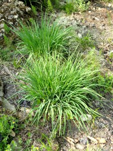 Molinia caerulea - Botanischer Garten Freiburg - DSC06451
