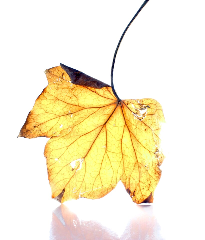 Lights leaf winter leaf