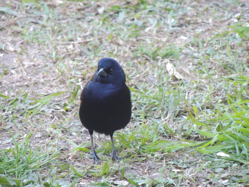 Molothrus bonariensis en Gonnet