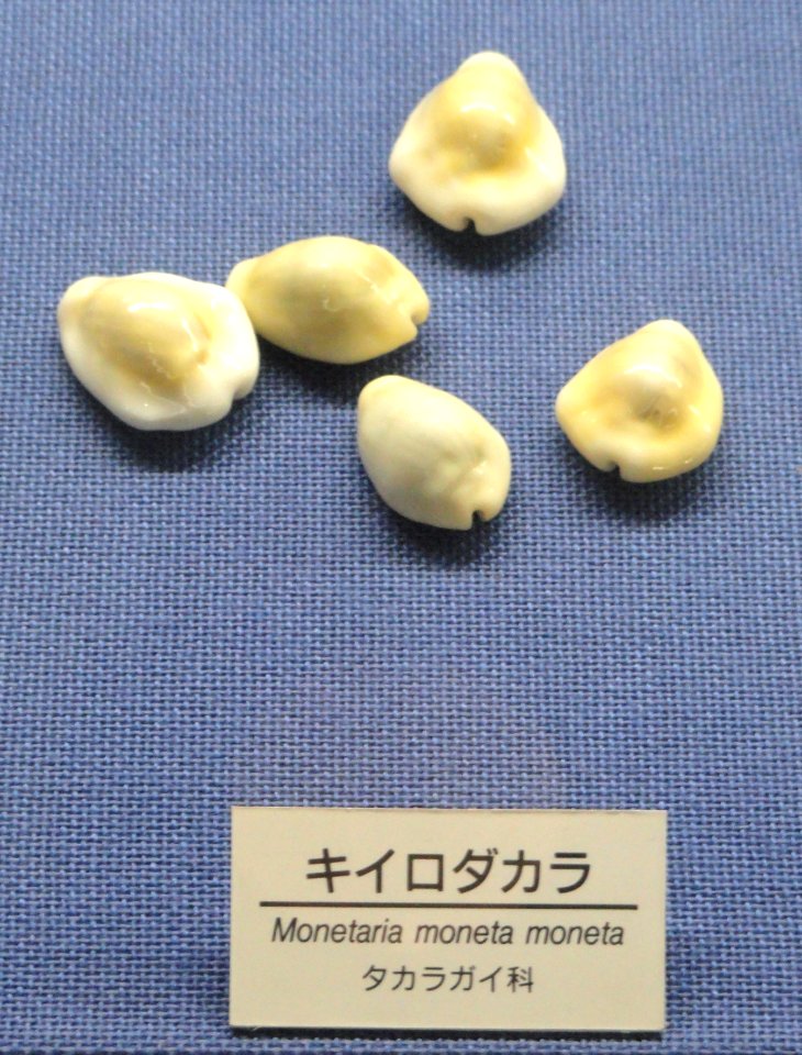 Monetaria moneta - Osaka Museum of Natural History - DSC07836