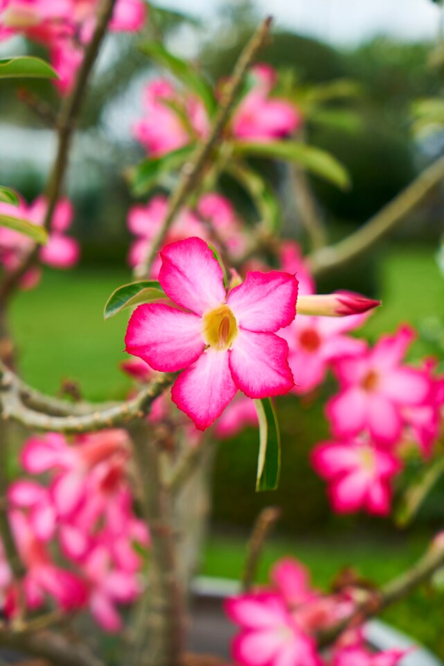 Macro nature spring flowers