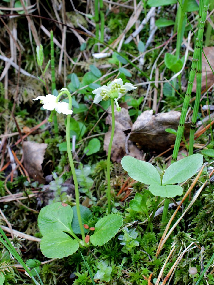 Moneses uniflora Kiiminki, Finland 16.06.2013
