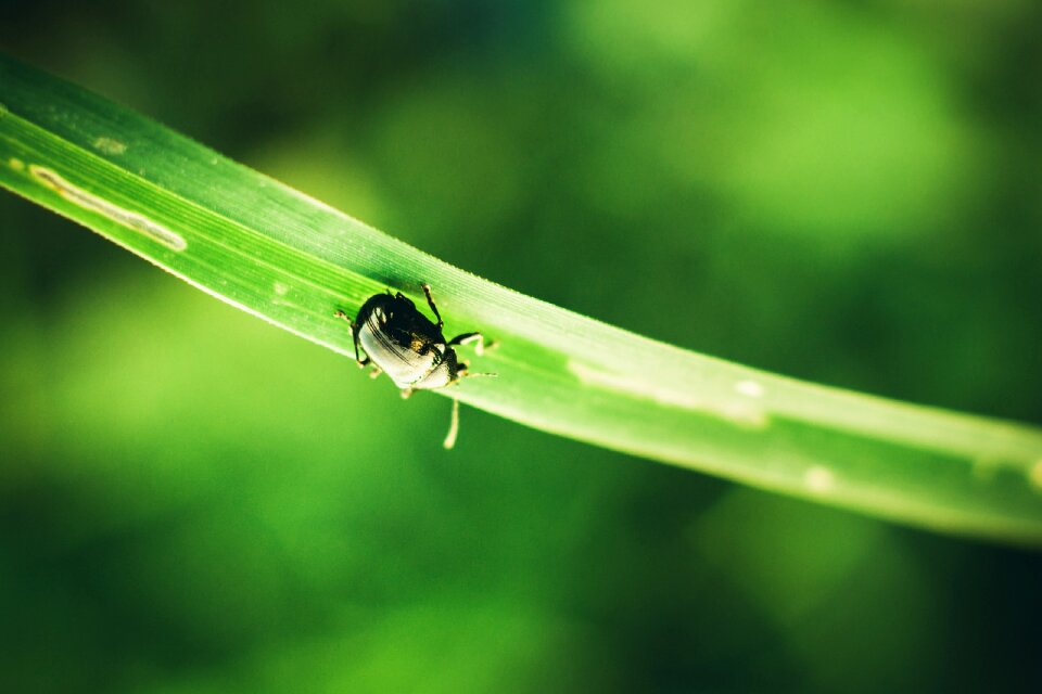 Bright bug dew