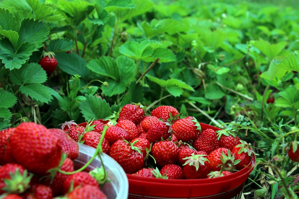 Strawberries ekoodlade midsummer
