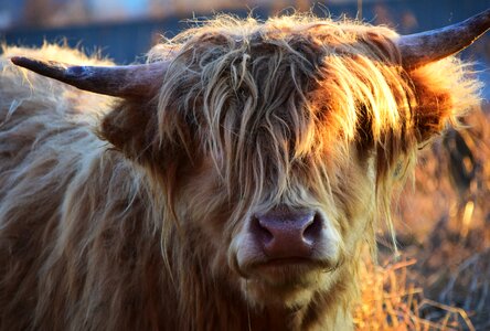 Scottish hochlandrind horns agriculture photo