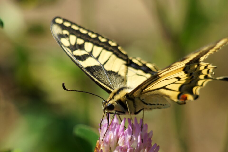 Summer colorful butterflies