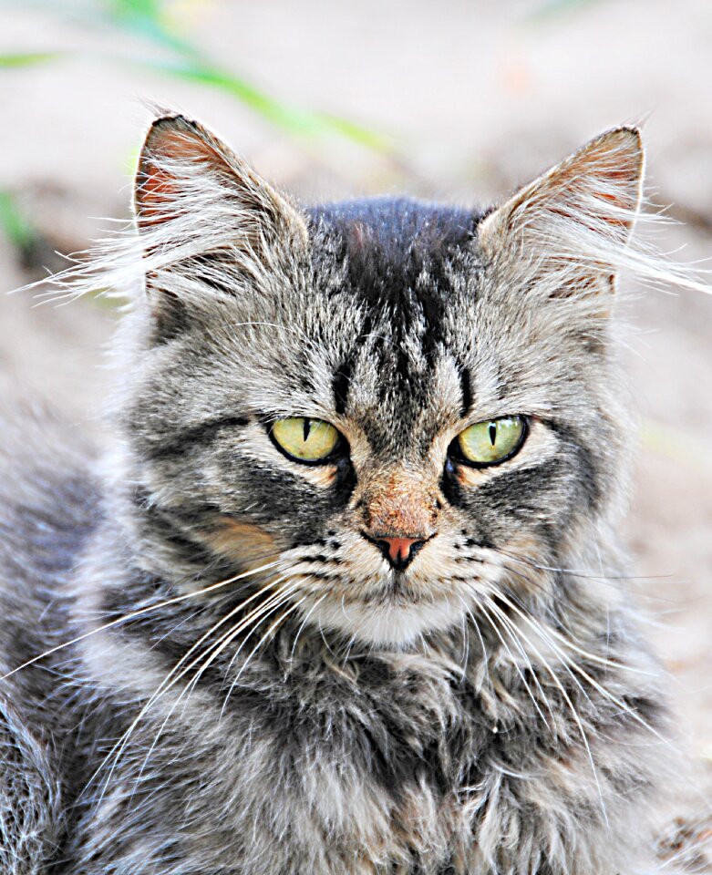 Kitten feline domestic