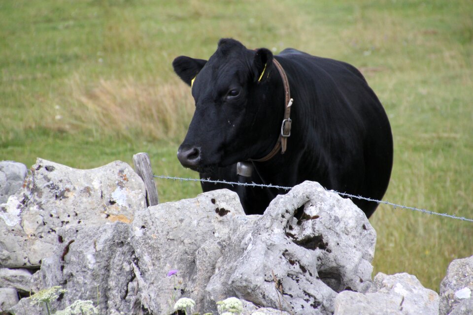 Alp summer cows