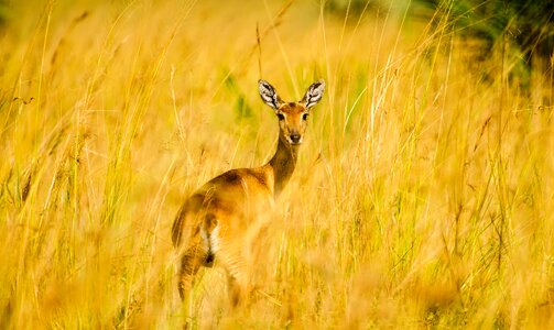 Wildlife landscape plants