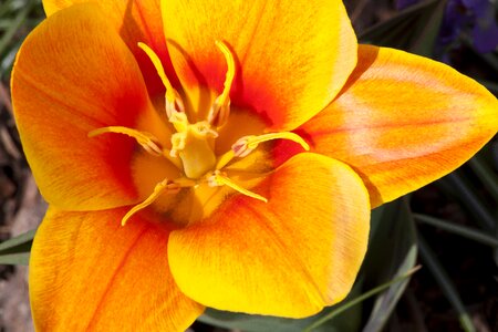 Lilies spring nature