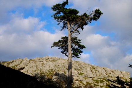 Monterey Cypress, Llandudno