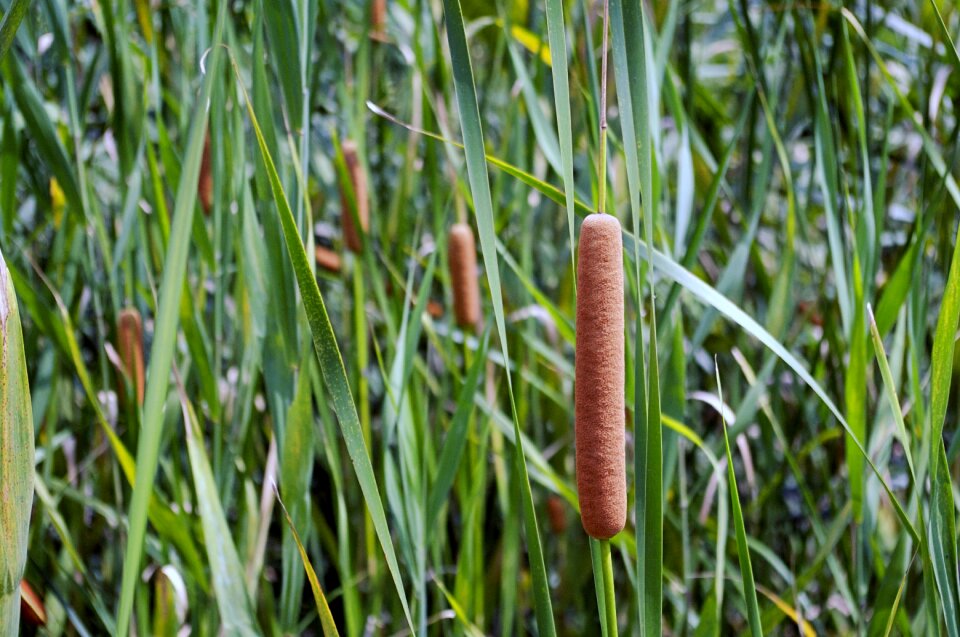 Plants abstract nature