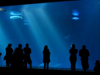 Monterey Bay Aquarium - DSC07045