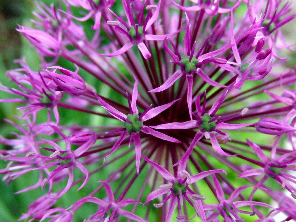 Purple summer bright
