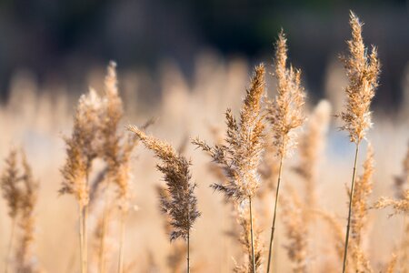 Plant botany brown