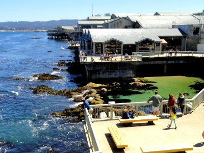 Monterey Bay Aquarium - DSC07002 photo