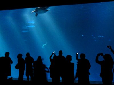 Monterey Bay Aquarium - DSC07048