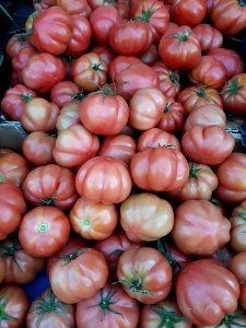 Monterosa tomatoes 2017 A