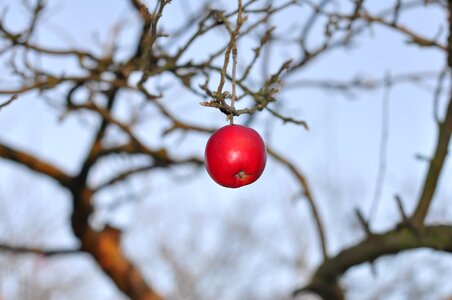 Garden november tree