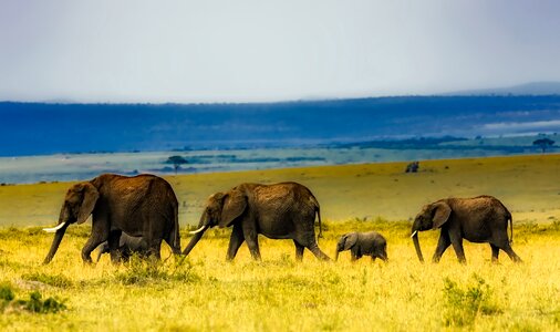 Wildlife savannah grass