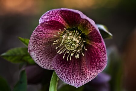 Prevalence rose oriental hellebore ranunculaceae