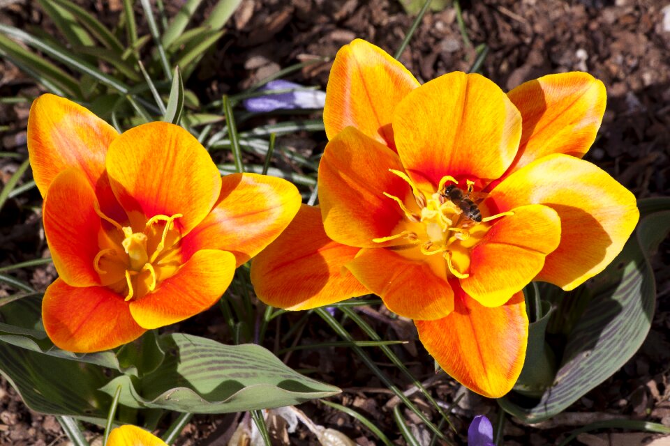 Lilies spring nature