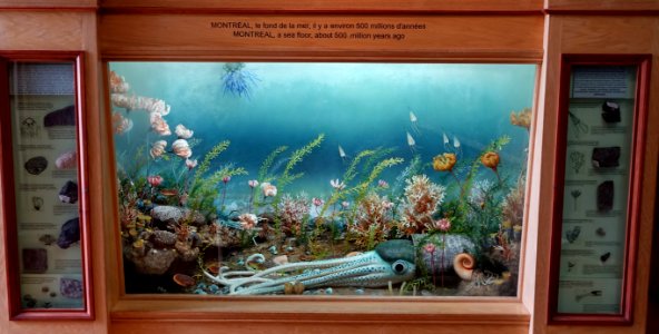 Montreal sea floor diorama, about 500 million years ago - Redpath Museum - McGill University - Montreal, Canada - DSC07754