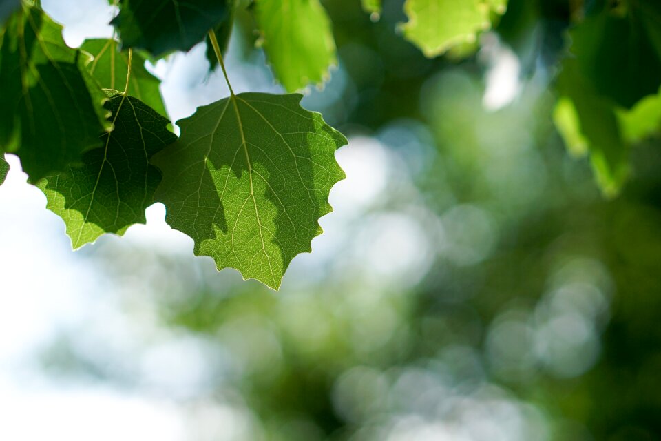 Green forest nature