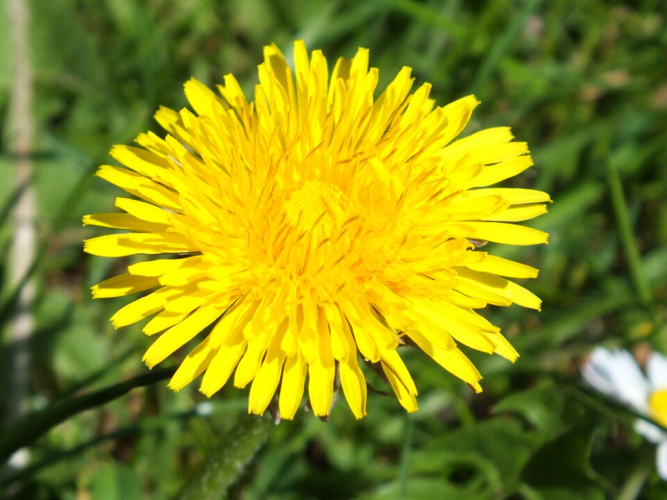 Blossom bloom plant