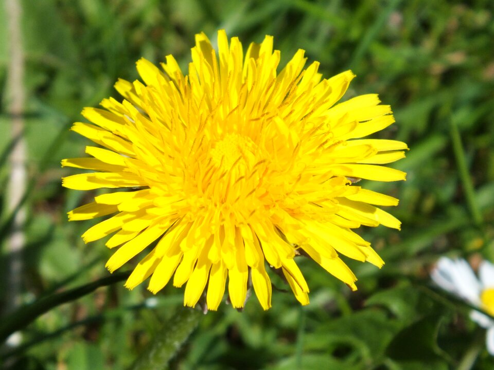 Blossom bloom plant photo