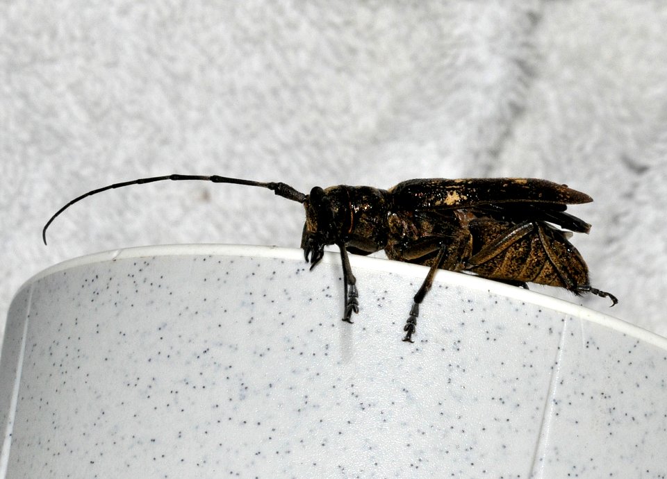 Monochamus-sartor-04-fws