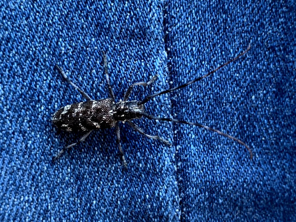 Monochamus clamator 80598531