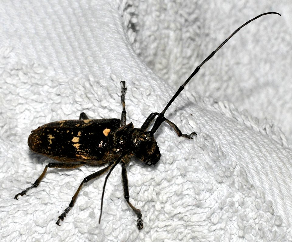 Monochamus-sartor-12-fws