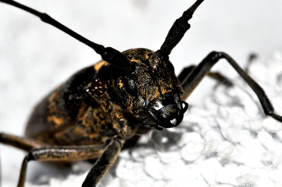 Monochamus-sartor-10-fws