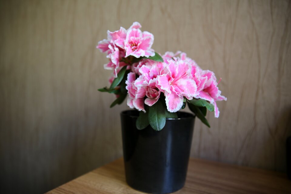 Patern backround pink