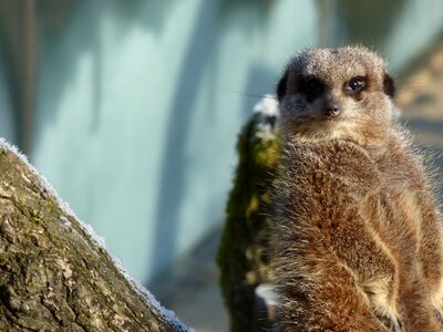 Zoo nature face photo