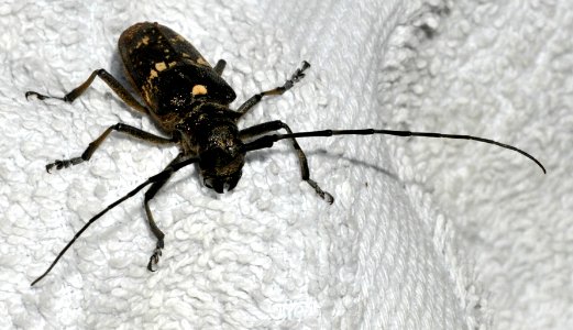 Monochamus-sartor-07-fws