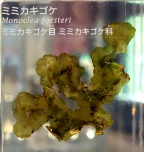 Monoclea forsteri - National Museum of Nature and Science, Tokyo - DSC07514