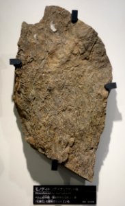 Monodiexodina matsubaishi - National Museum of Nature and Science, Tokyo - DSC07015
