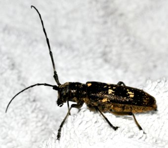 Monochamus-sartor-01-fws