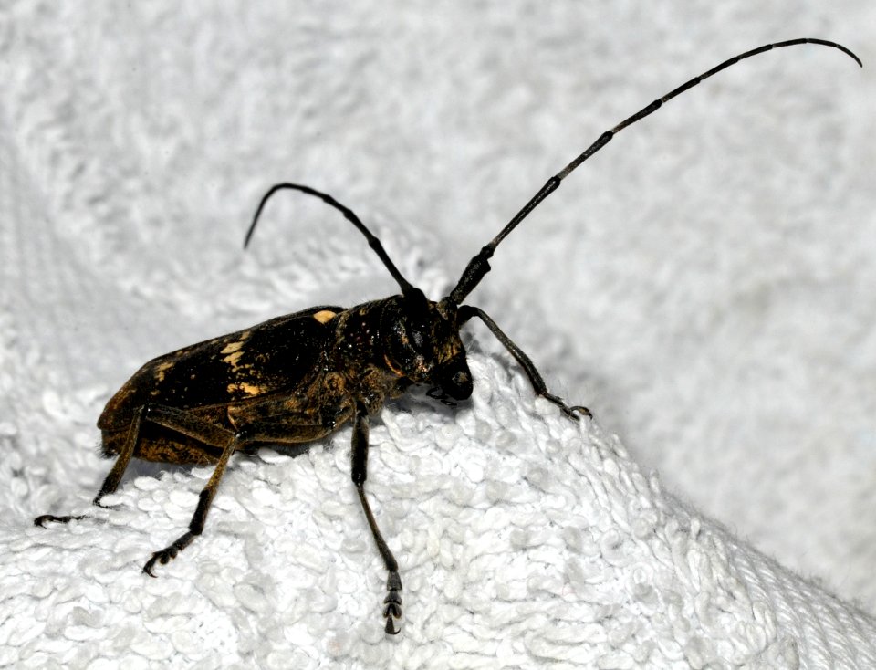 Monochamus-sartor-11-fws