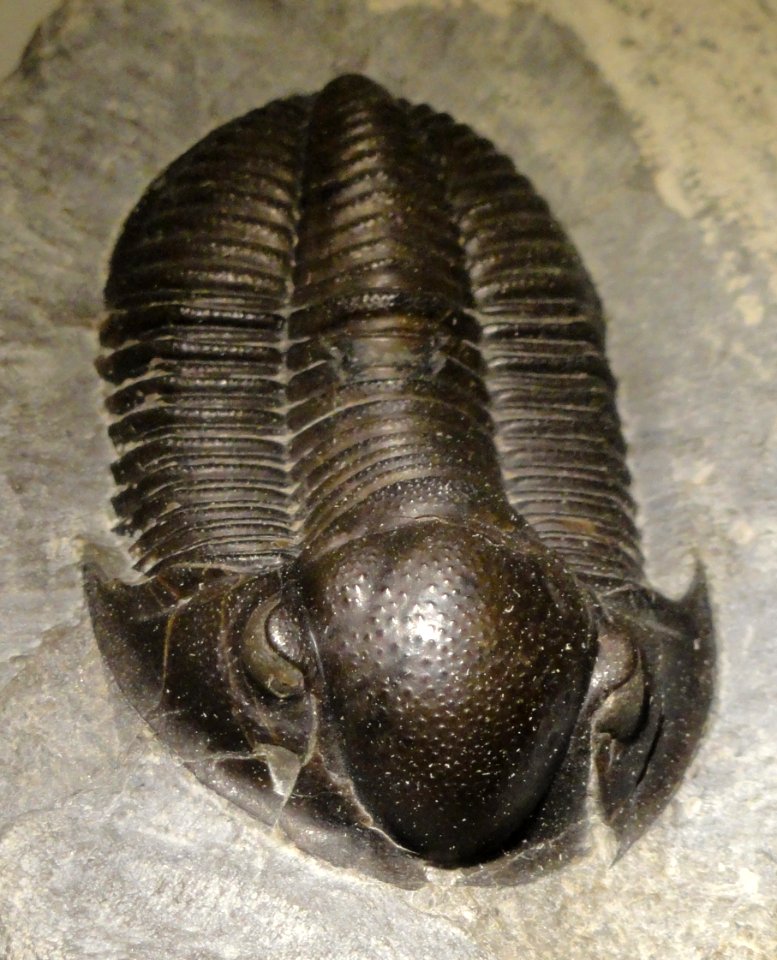 Monodechenella macrocephala, Middle Devonian, Ludlowville Formation, Livingstone Country, New York, USA - Houston Museum of Natural Science - DSC01605