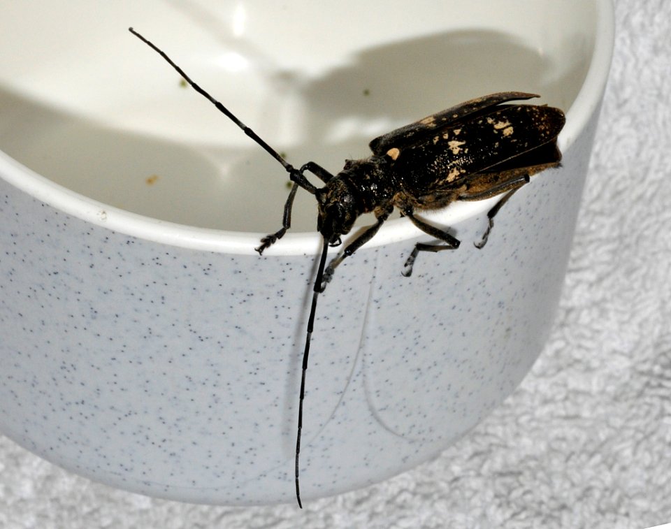 Monochamus-sartor-02-fws