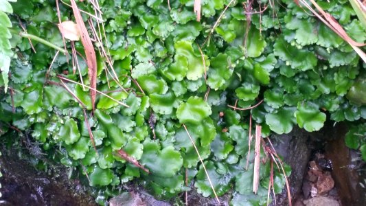 Monoclea forsteri in Central Park, Wellington