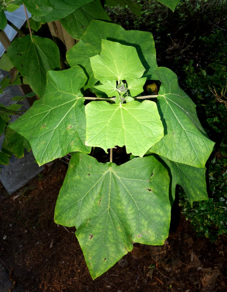 Montanoa guatemalensis - San Francisco Botanical Garden - DSC00074