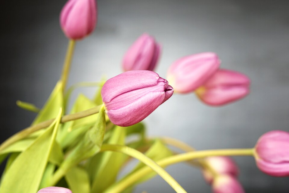 Bloom spring nature