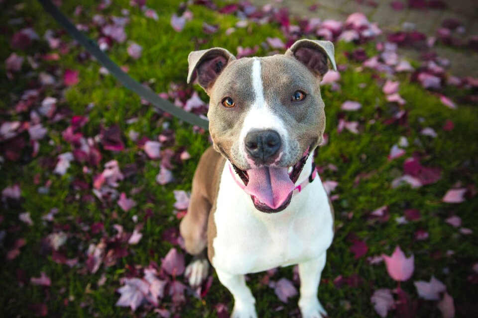 Cute dog grass