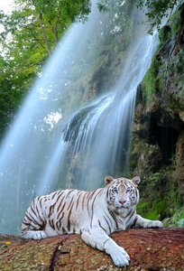 Predator tiger wildcat