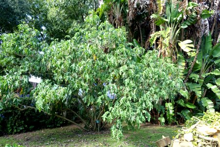 Montanoa bipinnatifida - Jardim Botânico Tropical - Lisbon, Portugal - DSC06631
